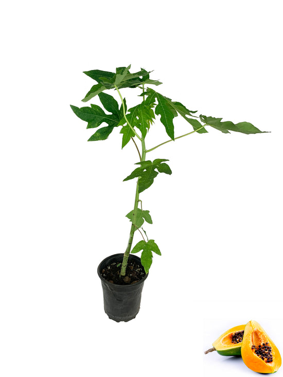 Red Lady Papaya Tree - Live Tree in a 1 Gallon Pot - 2 Feet Tall - Papaya Carica - Edible Fruit Bearing Tree For The Patio And Garden