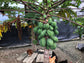 Red Lady Papaya Tree - Live Tree in a 3 Gallon Pot - 2-3 Feet Tall - Papaya Carica - Edible Fruit Bearing Tree