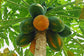 Red Lady Papaya Tree - Live Tree in a 3 Gallon Pot - 2-3 Feet Tall - Papaya Carica - Edible Fruit Bearing Tree