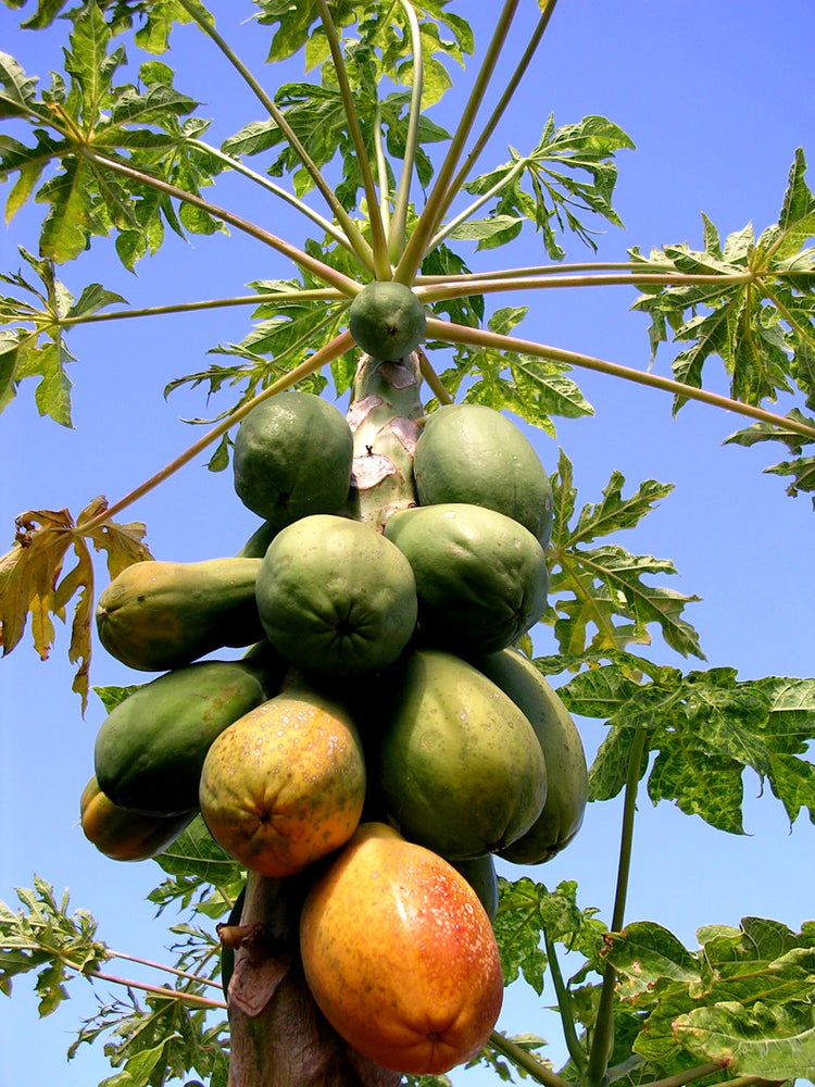plant papaya tree in a pot Red Lady Papaya Tree - Live Tree in a 3 Gallon Pot - 2-3 Feet Tall