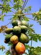 Red Lady Papaya Tree - Live Tree in a 3 Gallon Pot - 2-3 Feet Tall - Papaya Carica - Edible Fruit Bearing Tree