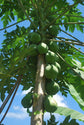 Red Lady Papaya Tree - Live Tree in a 3 Gallon Pot - 2-3 Feet Tall - Papaya Carica - Edible Fruit Bearing Tree