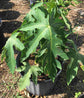 Red Lady Papaya Tree - Live Tree in a 3 Gallon Pot - 2-3 Feet Tall - Papaya Carica - Edible Fruit Bearing Tree