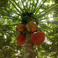 Red Lady Papaya Tree - Live Tree in a 1 Gallon Pot - 2 Feet Tall - Papaya Carica - Edible Fruit Bearing Tree For The Patio And Garden