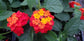 Red Lantana Flower Tree - Live Plant in a 10 Inch Pot - 3-4 Feet Tall - Lantana Camara - Beautiful Flowering Trees from Florida