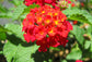 Red Lantana Flower Tree - Live Plant in a 10 Inch Pot - 3-4 Feet Tall - Lantana Camara - Beautiful Flowering Trees from Florida