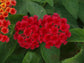 Red Lantana Flower Tree - Live Plant in a 10 Inch Pot - 3-4 Feet Tall - Lantana Camara - Beautiful Flowering Trees from Florida