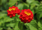 Red Lantana Flower Tree - Live Plant in a 10 Inch Pot - 3-4 Feet Tall - Lantana Camara - Beautiful Flowering Trees from Florida