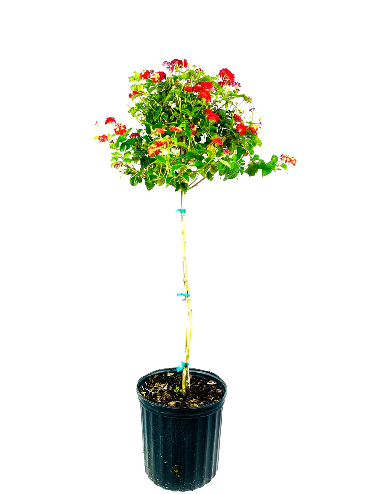 lantana house plant Red Lantana Flower Tree - Live Plant in a 10 Inch Pot