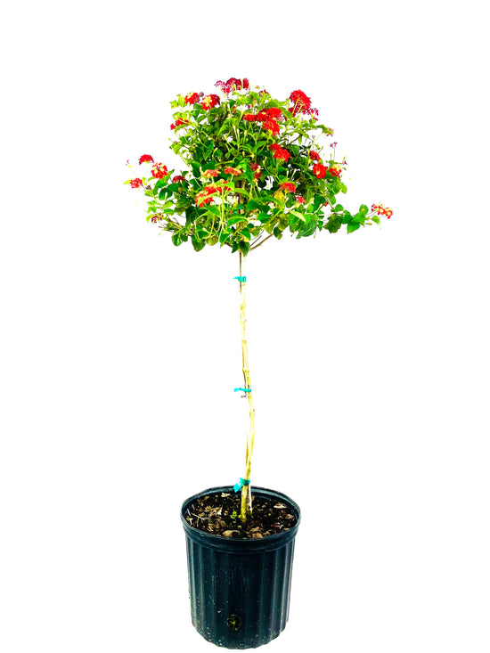 Red Lantana Flower Tree - Live Plant in a 10 Inch Pot - 3-4 Feet Tall - Lantana Camara - Beautiful Flowering Trees from Florida