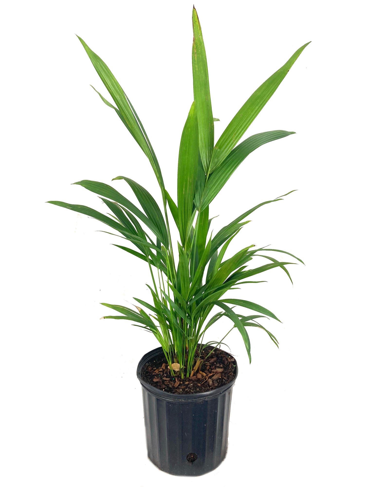 red wax palm plant Red Lipstick Seaing Wax Palm - Live Plant in a 3 Gallon Growers Pot