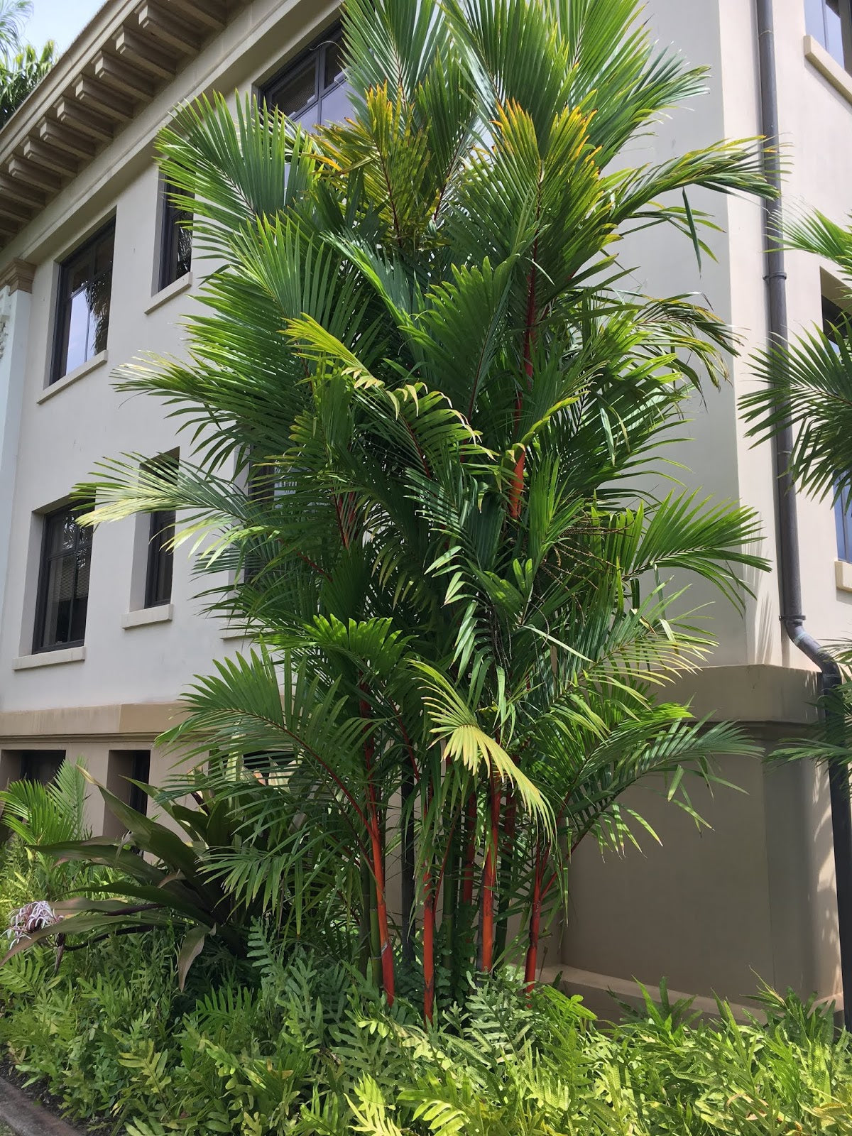 red palm indoor plant Wekiva Foliage Red Lipstick Sealing Wax Palm-Live Plant in a 3 Gal. Growers Pot-Cyrtostachys Renda-Ornamental Palms of Florida