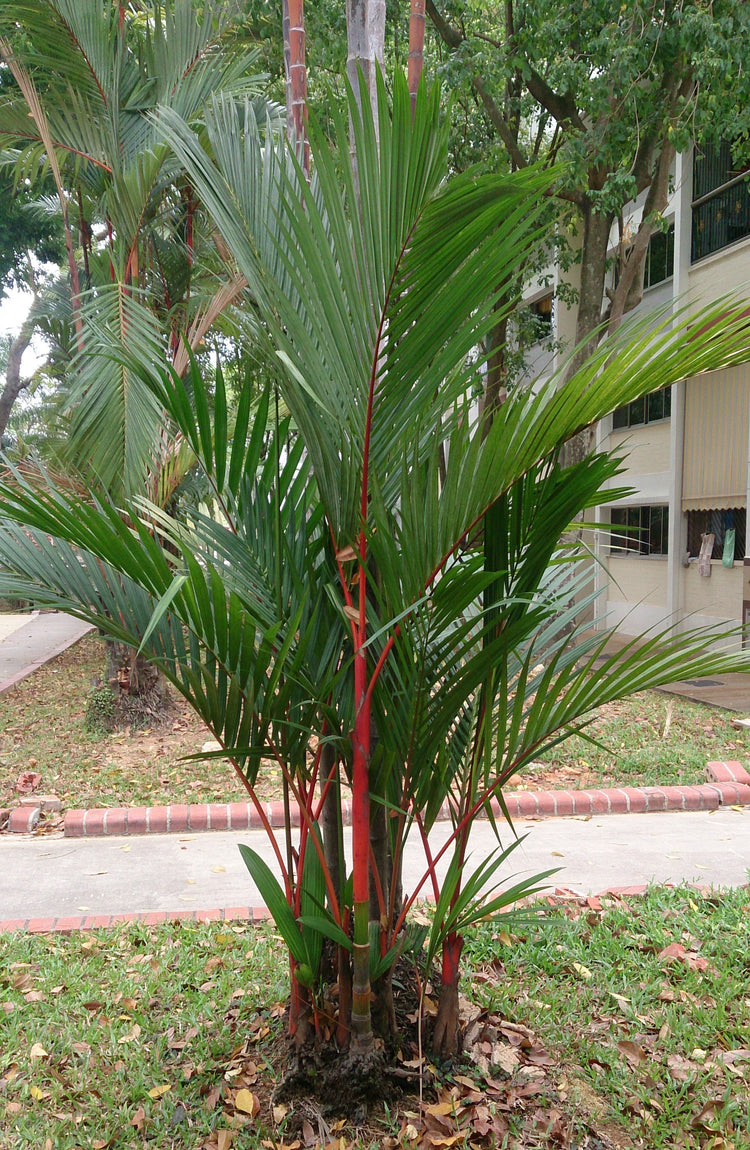 red palm like plant Red Lipstick Seaing Wax Palm - Live Plant in a 3 Gallon Growers Pot