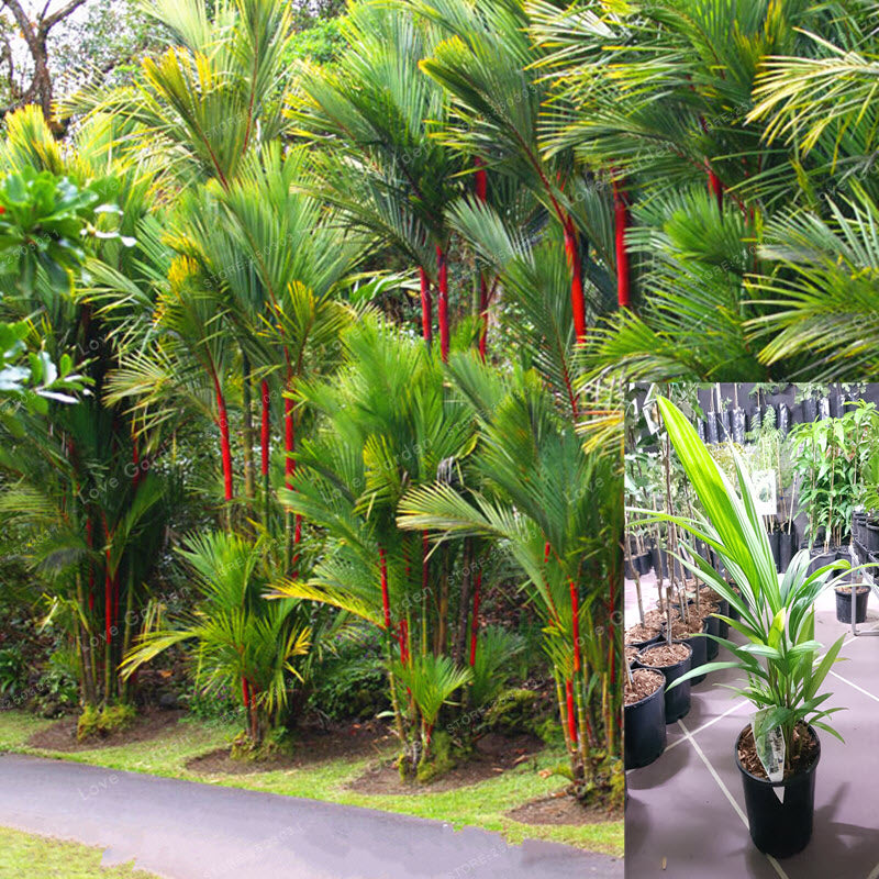 red wax palm plant Wekiva Foliage Red Lipstick Sealing Wax Palm-Live Plant in a 3 Gal. Growers Pot-Cyrtostachys Renda-Ornamental Palms of Florida