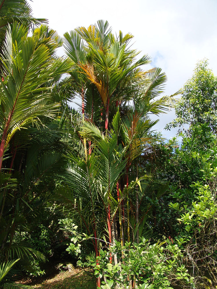 red palm plant price Red Lipstick Seaing Wax Palm - Live Plant in a 3 Gallon Growers Pot