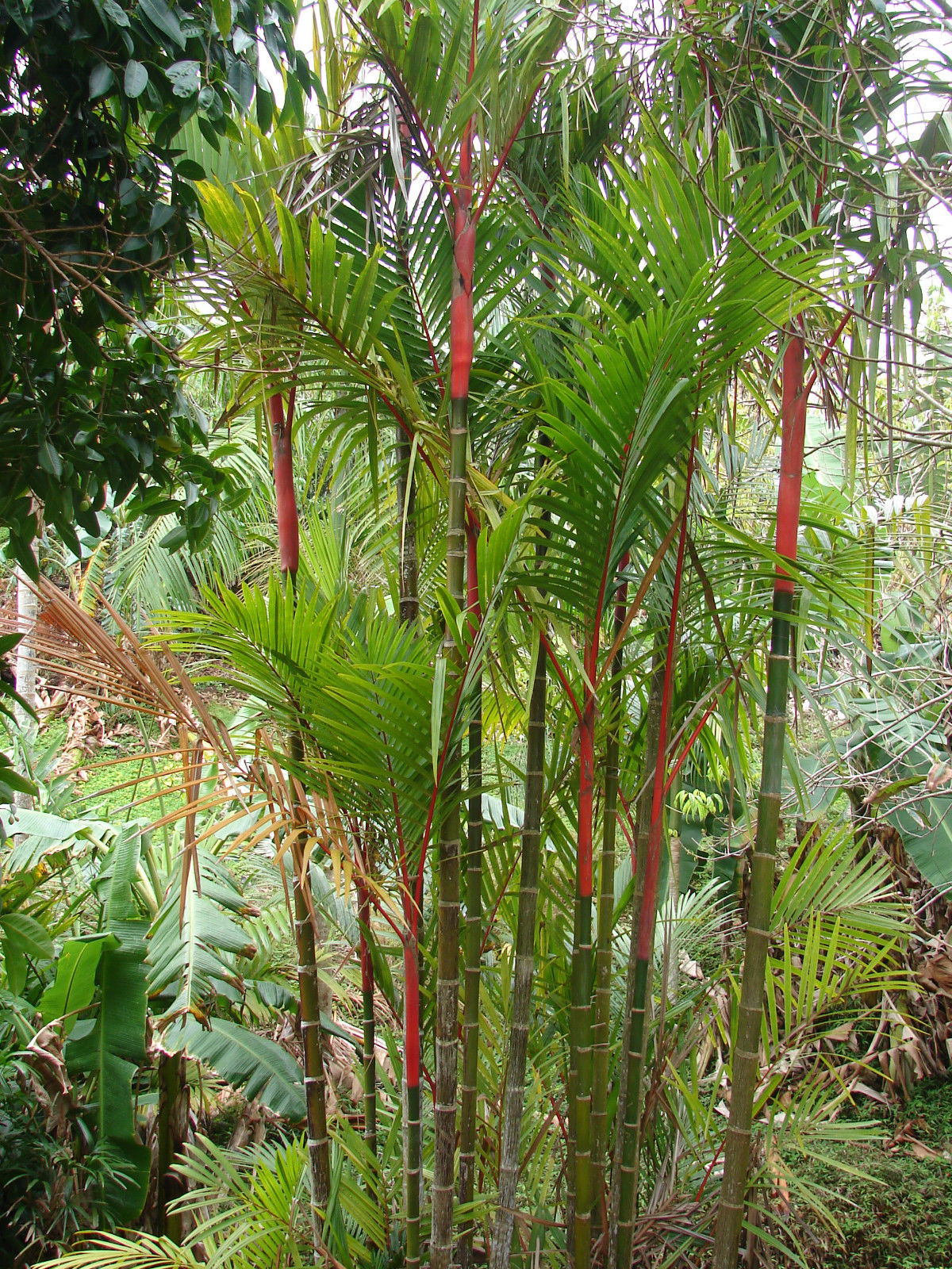 lipstick palm plants for sale Wekiva Foliage Red Lipstick Sealing Wax Palm-Live Plant in a 3 Gal. Growers Pot-Cyrtostachys Renda-Ornamental Palms of Florida