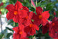 Red Mandevilla Braided Tree - Live Plant in a 10 Inch Pot - Mandevilla spp. - Beautiful Flowering Easy Care Vine for The Patio and Garden