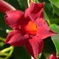Red Mandevilla Braided Tree - Live Plant in a 10 Inch Pot - Mandevilla spp. - Beautiful Flowering Easy Care Vine for The Patio and Garden