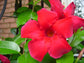 Red Mandevilla Braided Tree - Live Plant in a 10 Inch Pot - Mandevilla spp. - Beautiful Flowering Easy Care Vine for The Patio and Garden