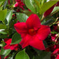 Red Mandevilla Braided Tree - Live Plant in a 10 Inch Pot - Mandevilla spp. - Beautiful Flowering Easy Care Vine for The Patio and Garden