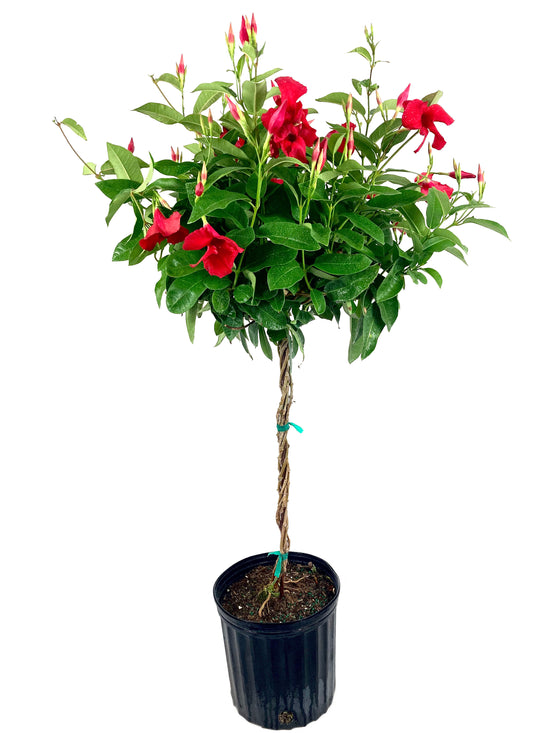 Red Mandevilla Braided Tree - Live Plant in a 10 Inch Pot - Mandevilla spp. - Beautiful Flowering Easy Care Vine for The Patio and Garden