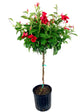 Red Mandevilla Braided Tree - Live Plant in a 10 Inch Pot - Mandevilla spp. - Beautiful Flowering Easy Care Vine for The Patio and Garden