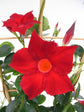 Red Mandevilla Plant with Hoop - Live Plant in a 6 Inch Pot - Florist Quality Flowering Easy Care Vine for The Patio and Garden