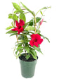 Red Mandevilla Plant with Hoop - Live Plant in a 6 Inch Pot - Florist Quality Flowering Easy Care Vine for The Patio and Garden