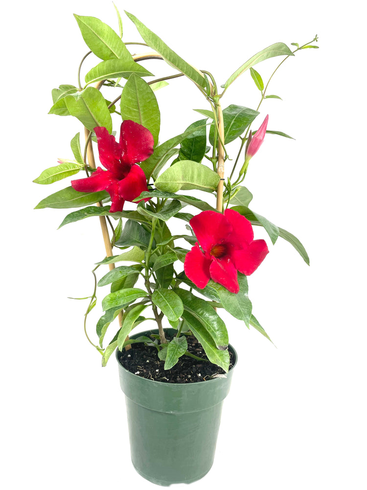 planting mandevilla in a pot Red Mandevilla Plant with Hoop - Live Plant in a 6 Inch Pot