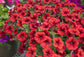Red Petunia - Live Plant in a 4 Inch Growers Pot - Finished Plants Ready for The Patio and Garden