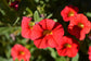 Red Petunia - Live Plant in a 4 Inch Growers Pot - Finished Plants Ready for The Patio and Garden