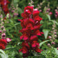 Red Snapdragon Flowers - Live Plant in a 4 Inch Growers Pot - Antirrhinum Majus - Finished Plants Ready for The Patio and Garden