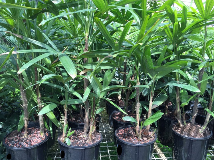 rhapis palm indoor plant Lady Palm - Live Plant in a 10 Inch Growers Pot - Rhapis Excelsa