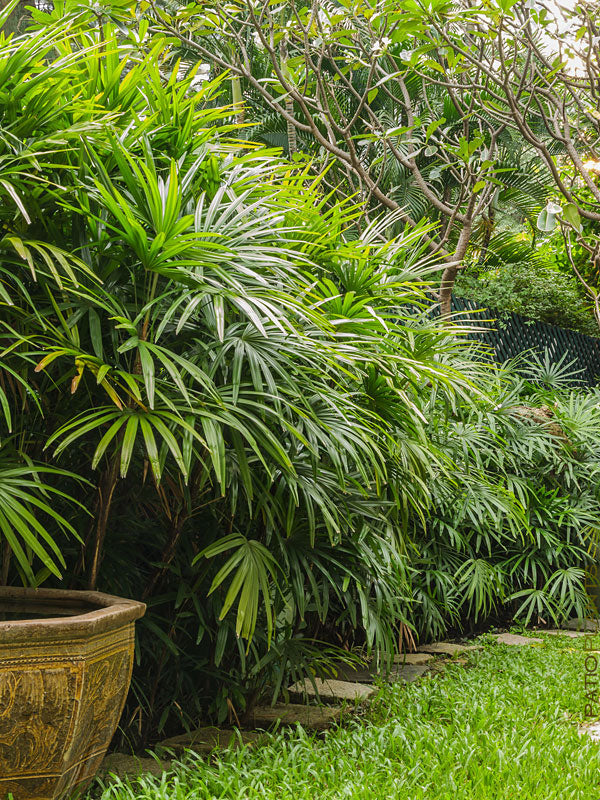 rhapis palm indoor plant Lady Palm - Live Plant in a 10 Inch Growers Pot - Rhapis Excelsa