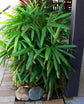 Lady Palm - Live Plant in a 10 Inch Growers Pot - Rhapis Excelsa - Beautiful Clean Air Indoor Outdoor Houseplant