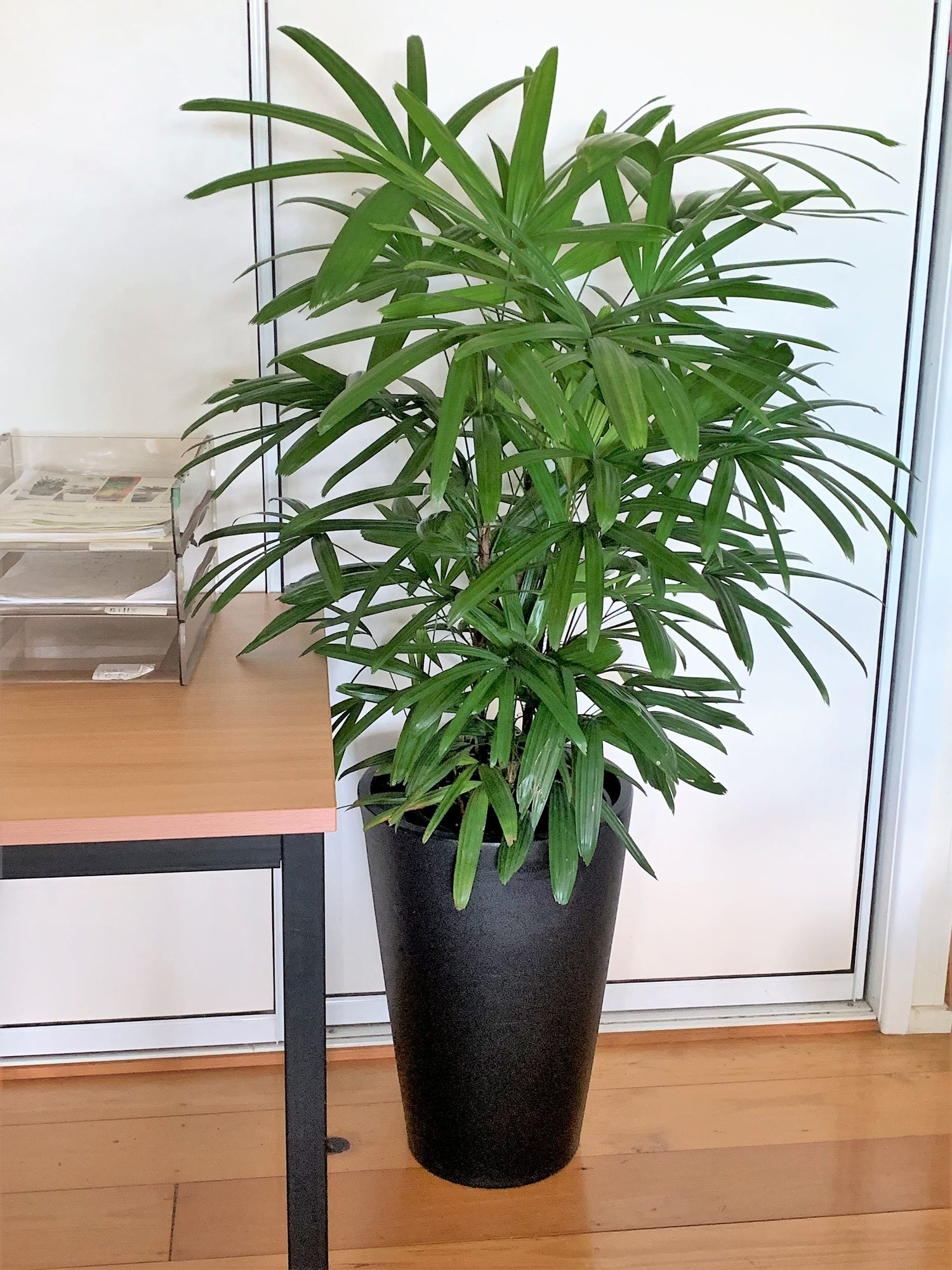 rhapis indoor plant Lady Palm - Live Plant in an 8 Inch Growers Pot - Rhapis Excelsa