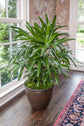 Lady Palm - Live Plant in an 8 Inch Growers Pot - Rhapis Excelsa - Beautiful Clean Air Indoor Outdoor Houseplant