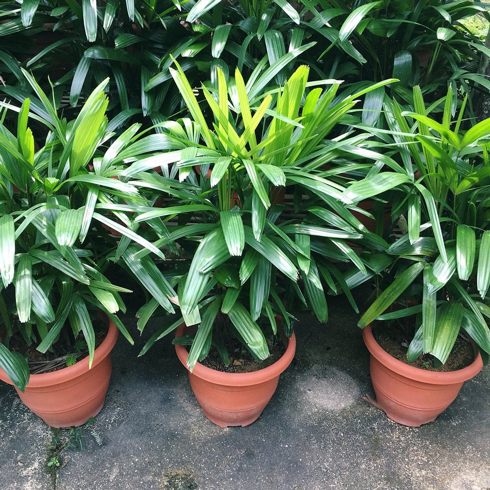 regis palm plant Lady Palm - Live Plant in an 8 Inch Growers Pot - Rhapis Excelsa