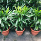 Lady Palm - Live Plant in an 8 Inch Growers Pot - Rhapis Excelsa - Beautiful Clean Air Indoor Outdoor Houseplant