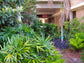 Lady Palm - Live Plant in an 8 Inch Growers Pot - Rhapis Excelsa - Beautiful Clean Air Indoor Outdoor Houseplant