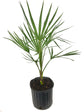 Ribbon Palm - Live Plant in a 3 Gallon Growers Pot - Livistona Decora - Rare Ornamental Palms of Florida,1 Plant