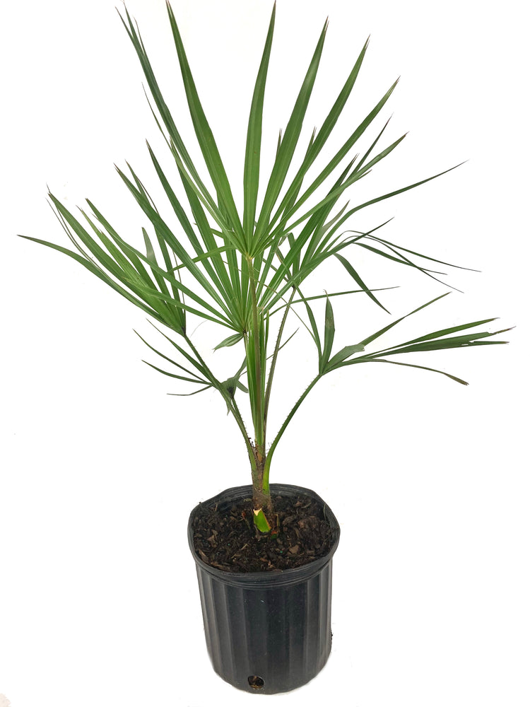 weeping palm plant Ribbon Palm - Live Plant in a 3 Gallon Growers Pot