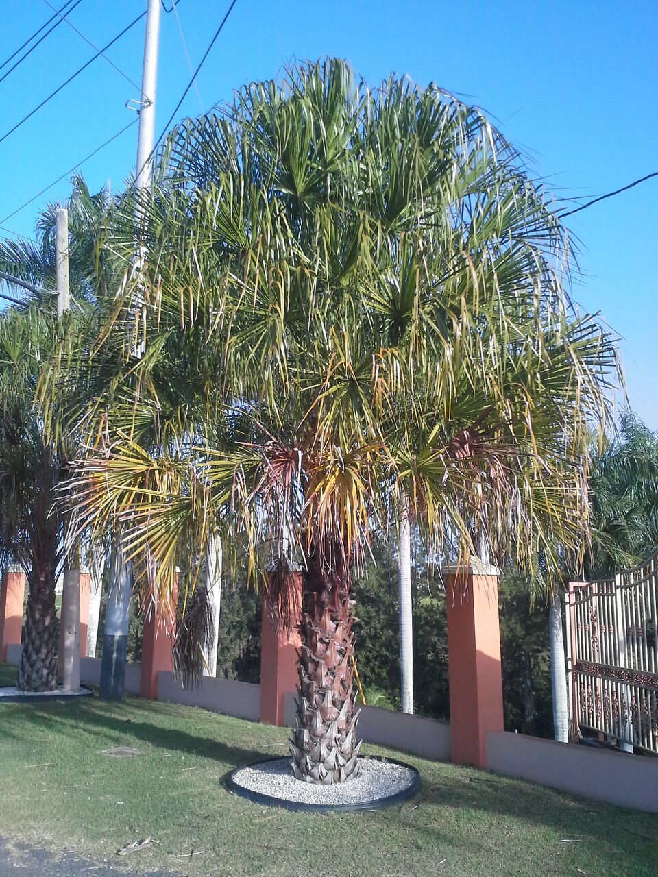 weeping palm plant Ribbon Palm - Live Plant in a 3 Gallon Growers Pot - Livistona Decora