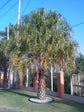 Ribbon Palm - Live Plant in a 3 Gallon Growers Pot - Livistona Decora - Rare Ornamental Palms of Florida,1 Plant