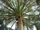 Ribbon Palm - Live Plant in a 3 Gallon Growers Pot - Livistona Decora - Rare Ornamental Palms of Florida,1 Plant
