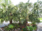 Ribbon Palm - Live Plant in a 3 Gallon Growers Pot - Livistona Decora - Rare Ornamental Palms of Florida,1 Plant