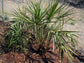 Ribbon Palm - Live Plant in a 3 Gallon Growers Pot - Livistona Decora - Rare Ornamental Palms of Florida,1 Plant