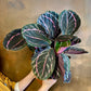 Rose Painted Calathea - Live Plant in a 6 Inch Pot - Calathea &