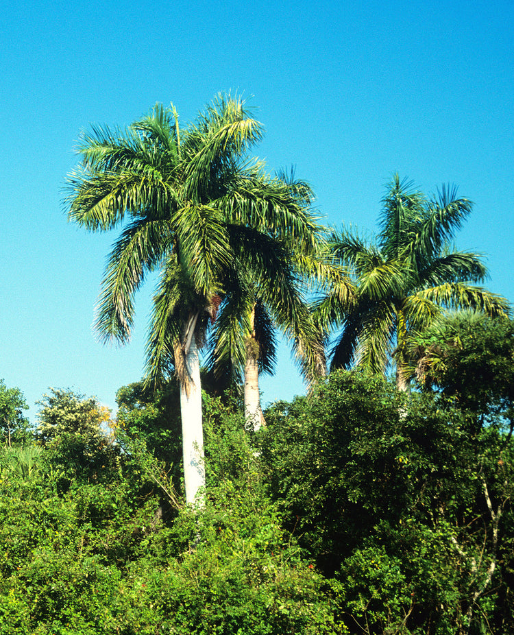 royal palm plant price Royal Palm - Live Plant in a 3 Gallon Growers Pot - Roystonea Regia