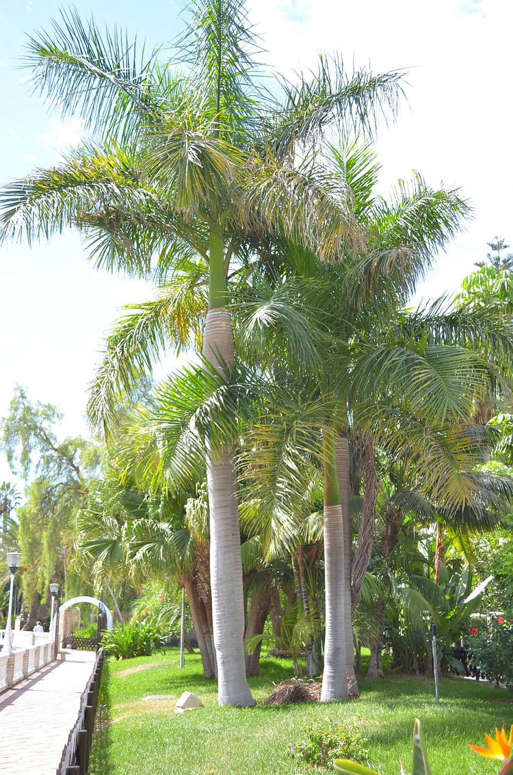 royal palm live plant in a 3 gallon growers pot Royal Palm - Live Plant in a 3 Gallon Growers Pot - Roystonea Regia